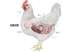 Digestive System of Poultry: How Birds Process and Absorb Nutrients