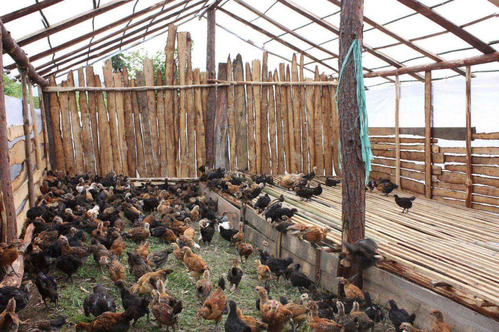 Reasons and Guidelines for Providing Suitable Housing for Poultry