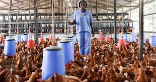 Reasons and Guidelines for Providing Suitable Housing for Poultry