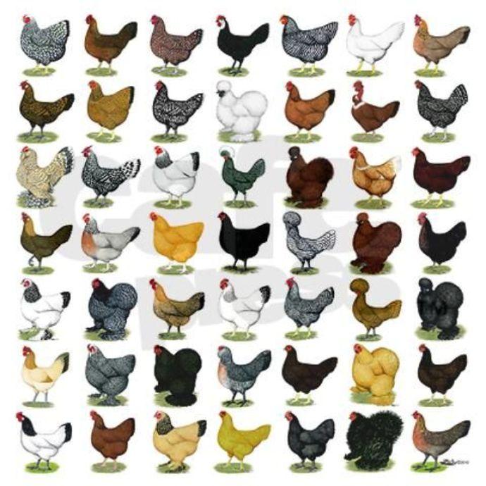 Introduction to Poultry Farming: Breeds, Benefits, and Production Types