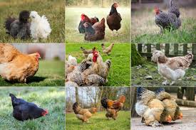 Introduction to Poultry Farming: Breeds, Benefits, and Production Types