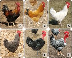 Introduction to Poultry Farming: Breeds, Benefits, and Production Types
