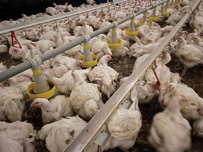 Semi-Intensif de Volailles Système de Production: Tout ce que Vous Devez Savoir