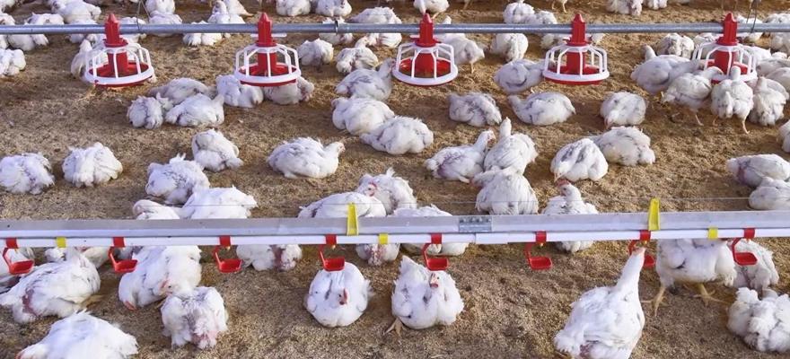 Deep Litter Poultry Production System: A Complete Guide for Farmers