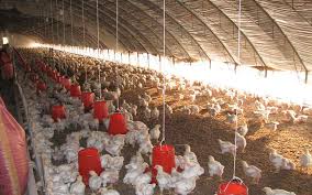 Deep Litter Poultry Production System: A Complete Guide for Farmers