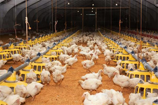 Deep Litter Poultry Production System: A Complete Guide for Farmers