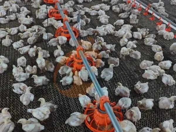 Deep Litter Poultry Production System: A Complete Guide for Farmers