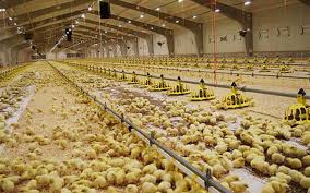 Deep Litter Poultry Production System: A Complete Guide for Farmers