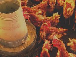Deep Litter Poultry Production System: A Complete Guide for Farmers