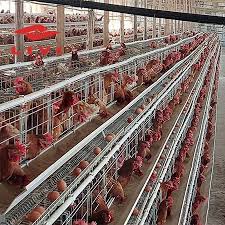 La batterie de la Cage de la Production de Volailles de Système: Un Guide Complet pour les Agriculteurs