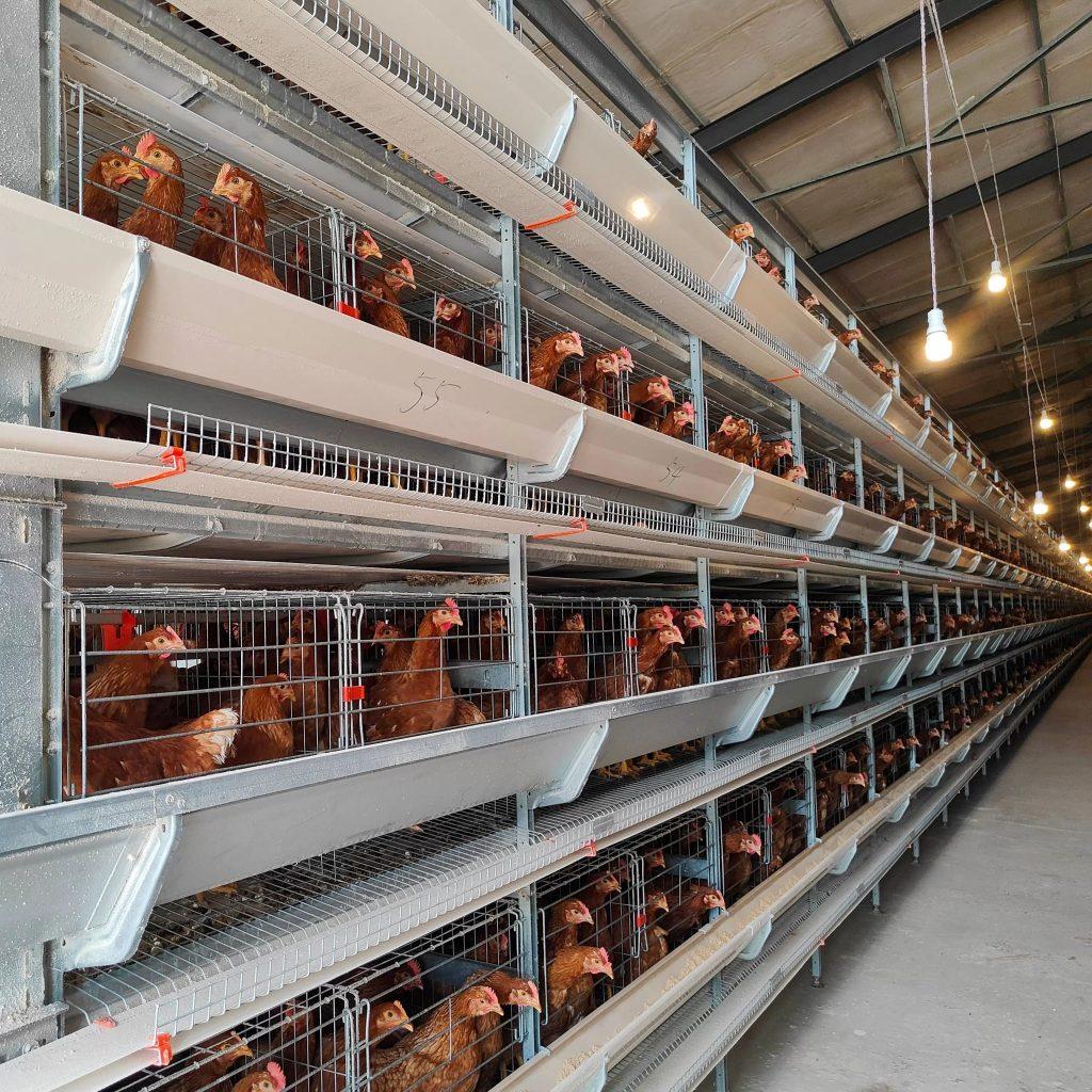 La batterie de la Cage de la Production de Volailles de Système: Un Guide Complet pour les Agriculteurs