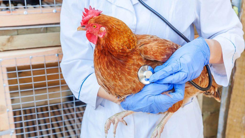Poultry Diseases and Disease Prevention: A Complete Guide for Farmers