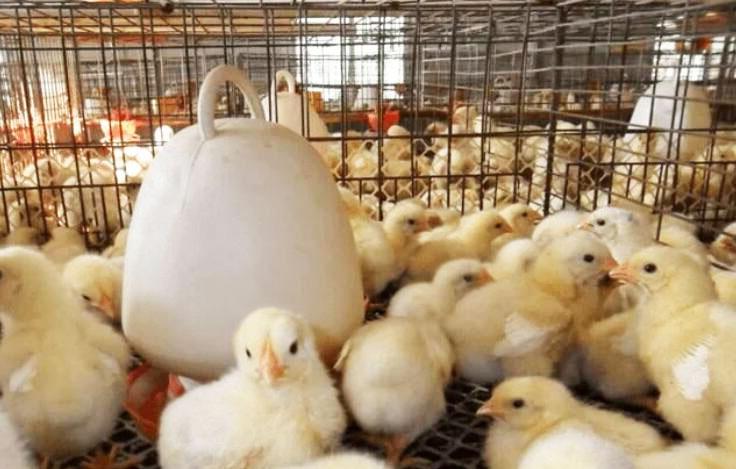 Gestion de Poussins d'un Jour, les Poulets de chair, les Producteurs, et les Couches: Un Guide Complet