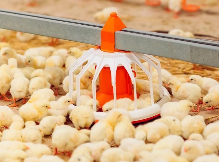 Gestion de Poussins d'un Jour, les Poulets de chair, les Producteurs, et les Couches: Un Guide Complet