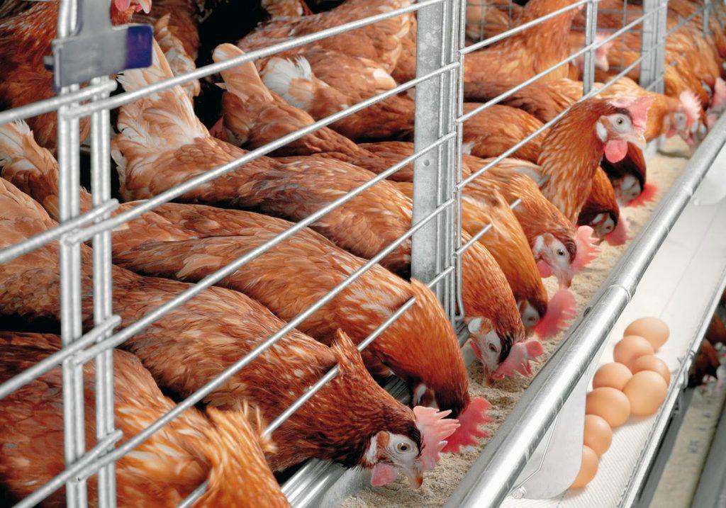 Gestion de Poussins d'un Jour, les Poulets de chair, les Producteurs, et les Couches: Un Guide Complet
