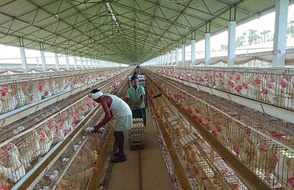 Comment Éviter l'effet de l'Excès du Froid et de l'Excès de Chaleur dans une Maison de la Volaille