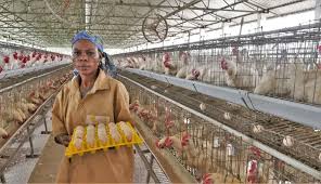 Comment Éviter l'effet de l'Excès du Froid et de l'Excès de Chaleur dans une Maison de la Volaille