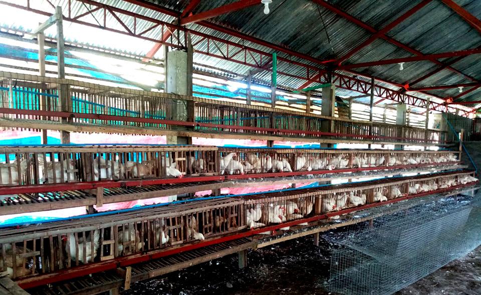 Comment Éviter l'effet de l'Excès du Froid et de l'Excès de Chaleur dans une Maison de la Volaille