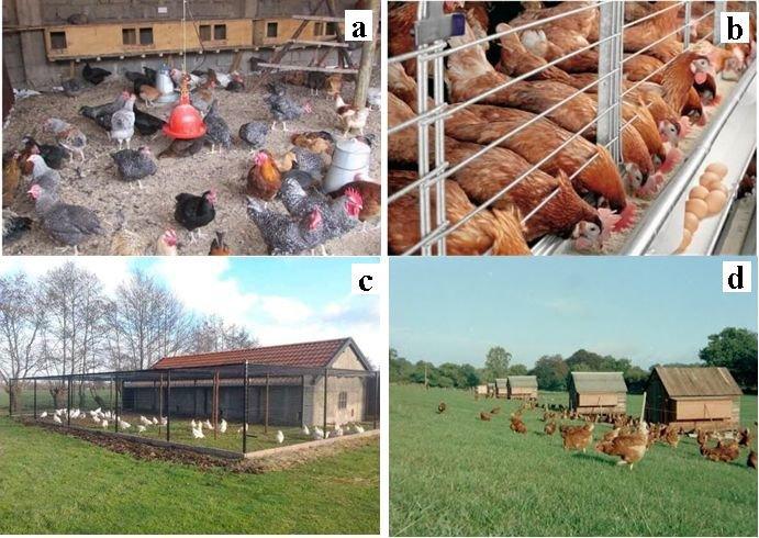 The Ideal Number of Blocks above Ground level in constructing a Poultry Pen House