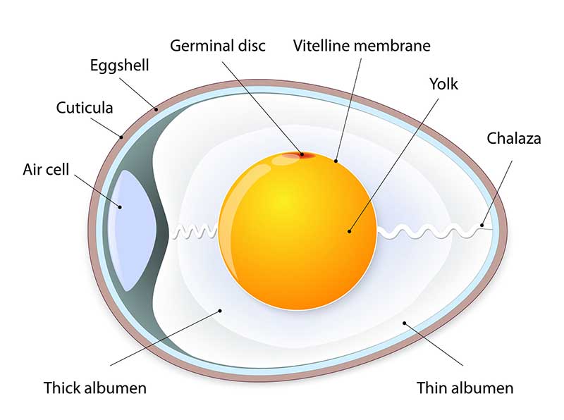 L'Incubation et le Système Reproducteur de la Poule
