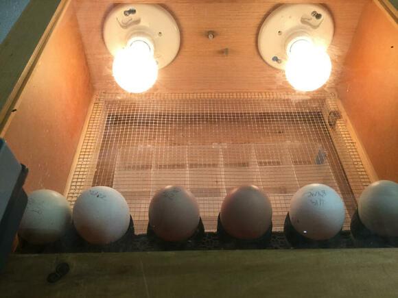 Meaning, Types, Operation, and Essential Requirements of Incubation