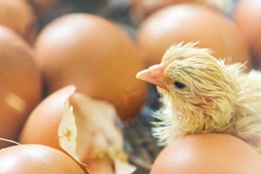 Meaning, Types, Operation, and Essential Requirements of Incubation