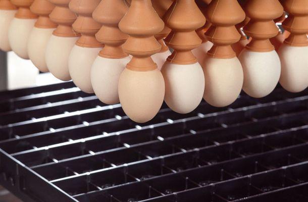 Meaning, Types, Operation, and Essential Requirements of Incubation