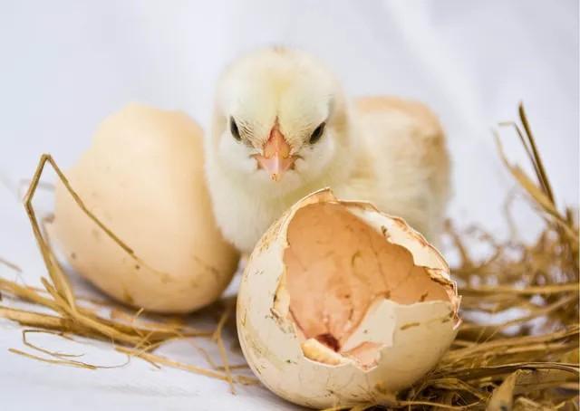 Facteurs Influant sur le taux d'éclosion des Œufs de Volaille