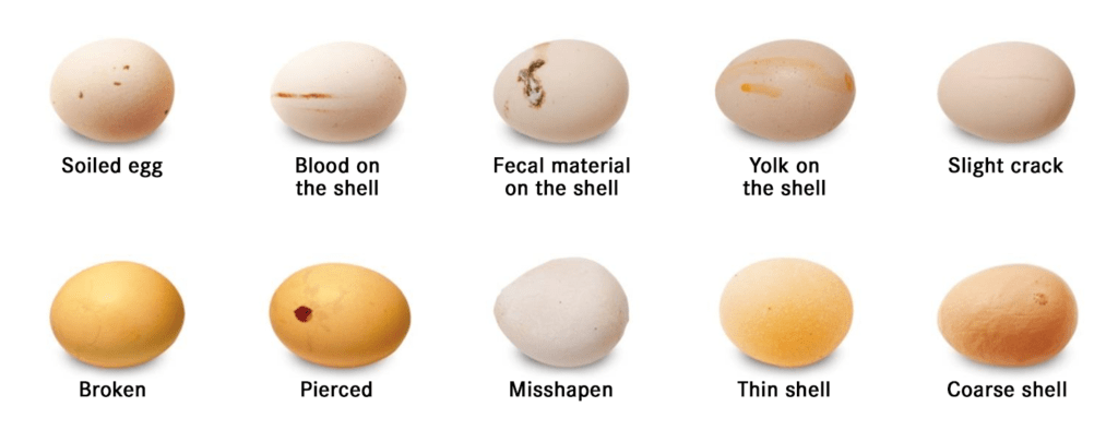 Facteurs Influant sur le taux d'éclosion des Œufs de Volaille