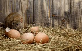 How To Prevent Rats From Invading Your Poultry House