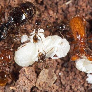 Comment prévenir Soldat Fourmis envahissent votre Maison de la Volaille