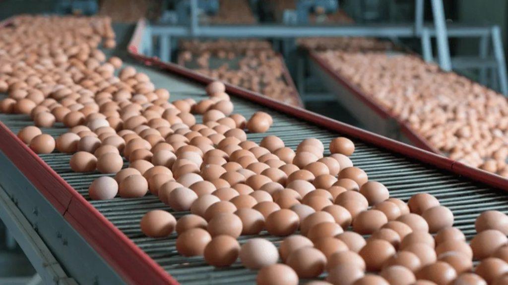 La volaille de Commercialisation des Produits: Guide Complet des Œufs et de la Viande de Vente