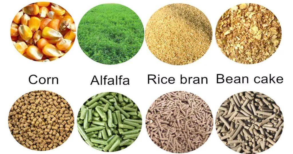 Comment Source d'Aliments pour la Volaille des Oiseaux: Guide Complet