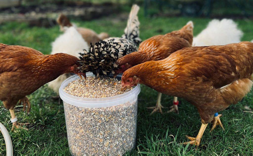 Comment Source d'Aliments pour la Volaille des Oiseaux: Guide Complet