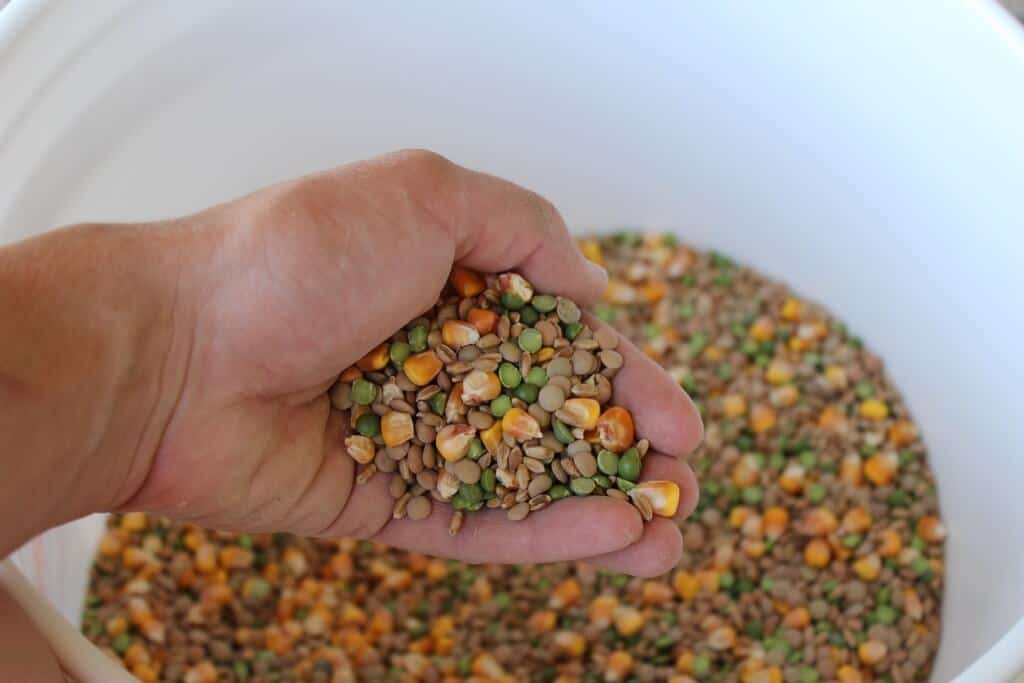 How to Make Your Own Chicken Feed: Poultry Feed Formulation Guide