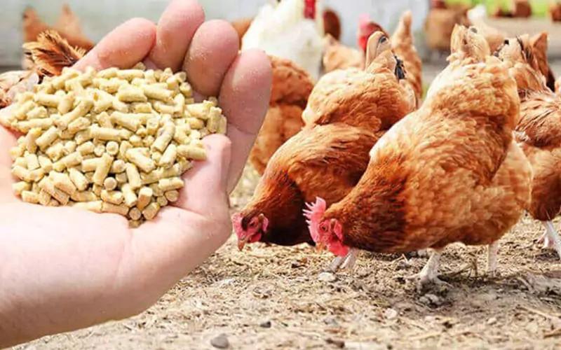 How to Make Your Own Chicken Feed: Poultry Feed Formulation Guide