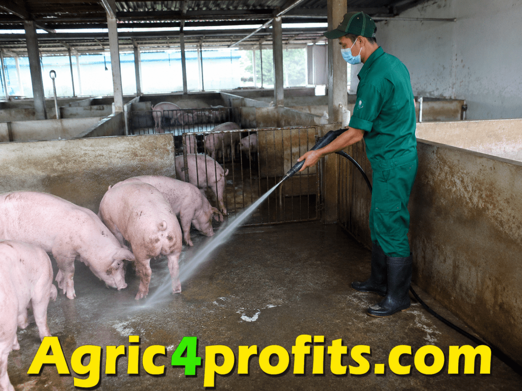 Swine Processing and Marketing