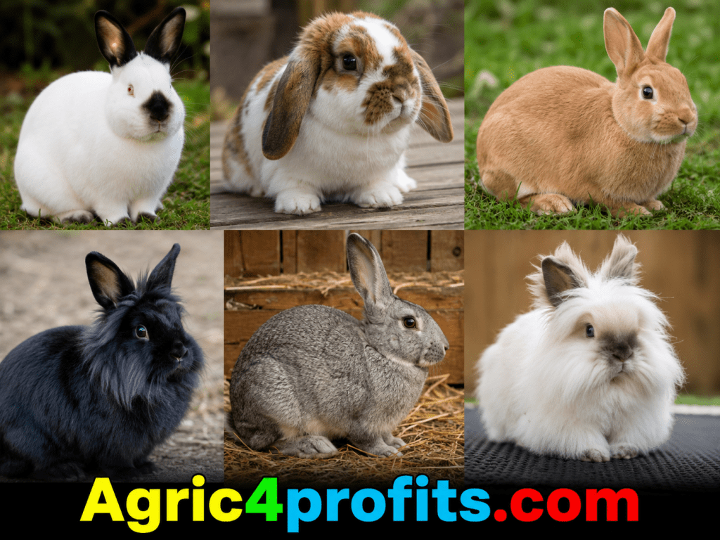 Les différentes Races de Lapins