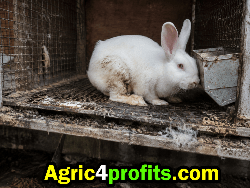 Les avantages et les Inconvénients de la Production de lapins