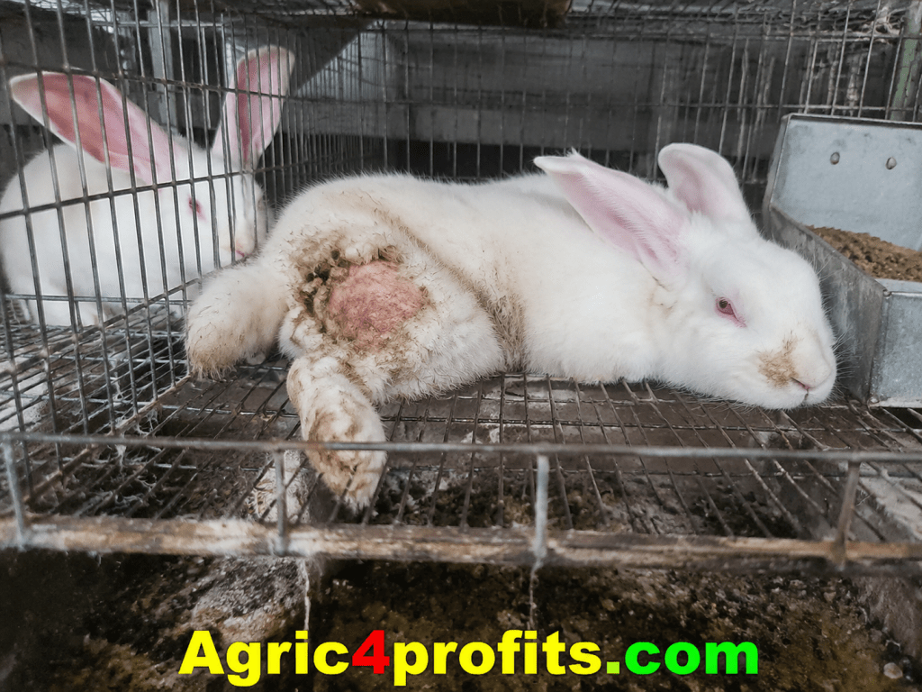 Les problèmes ou les Contraintes de la Production de lapins