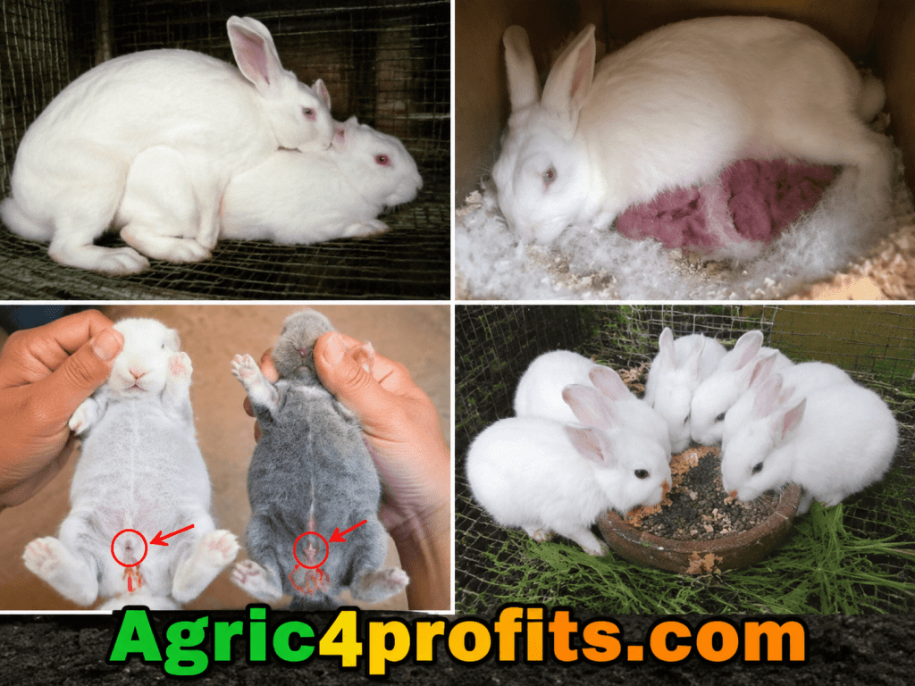 Reproductive Stage Rabbit Rabbit Reproduction: Pregnancy, Kindling, Sexing, and Weaning