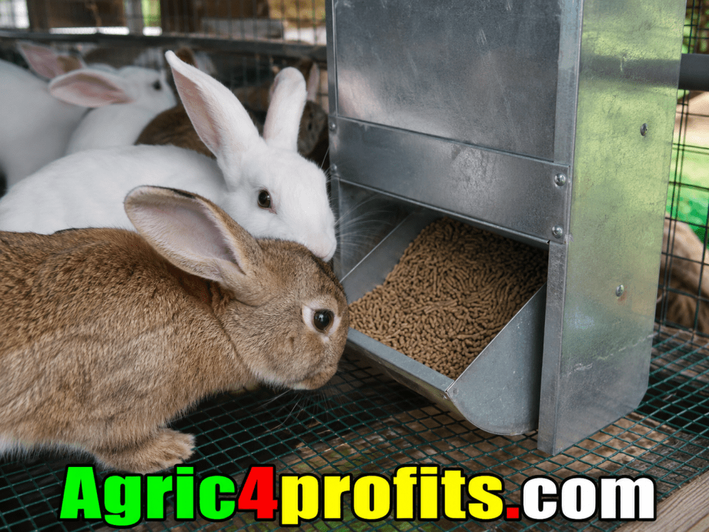 How Rabbit Fidder Work Rabbit Feeds and Feeding Systems