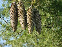 17 Medicinal Health Benefits Of Pinus lambertiana (Sugar Pine)