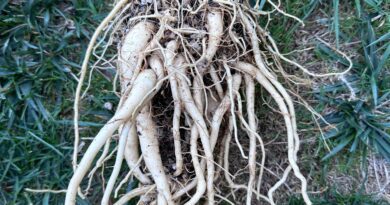 Moringa Roots