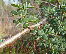 24 Medicinal Health Benefits Of Senegalia Mellifera (Blackthorn acacia)