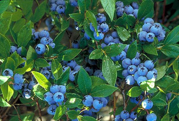 Blueberry (Vaccinium spp.)
