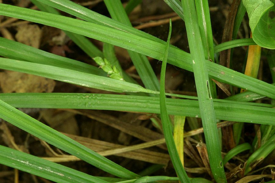 Thicket sedge (Carex abscondita) Uses, Growing and Care Guide