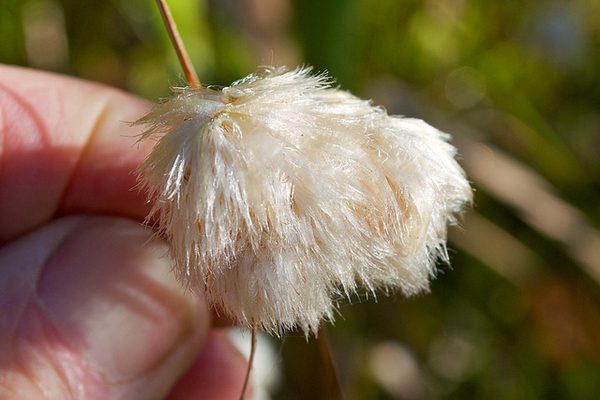 How To Grow, Use and Care For Tawny Cottongrass (Eriophorum virginicum)