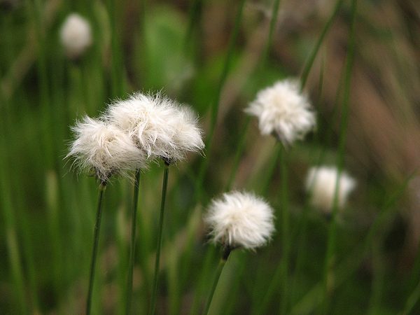 Everything You Need To Know About Tawny Cotton Grass (Eriophorum virginicum)