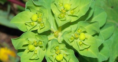 20 Medicinal Health Benefits Of Euphorbia (Spurge)